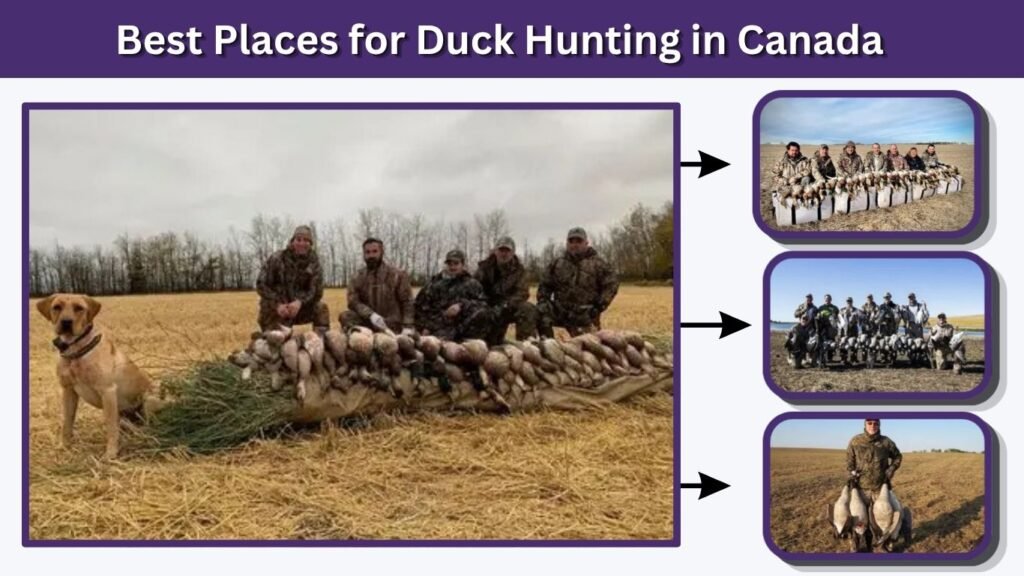 Best Places for Duck Hunting in Canada