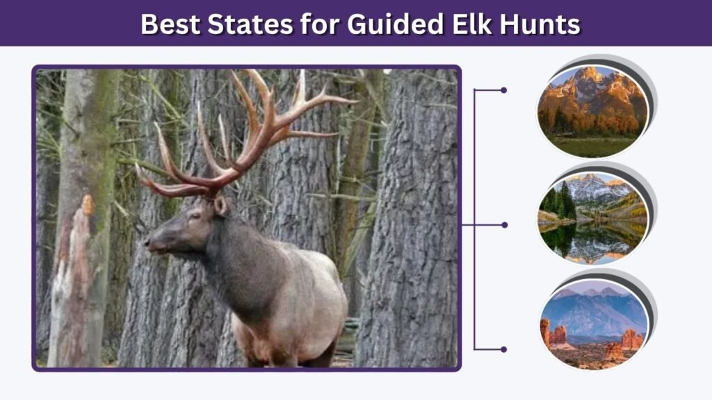 Best States for Guided Elk Hunts