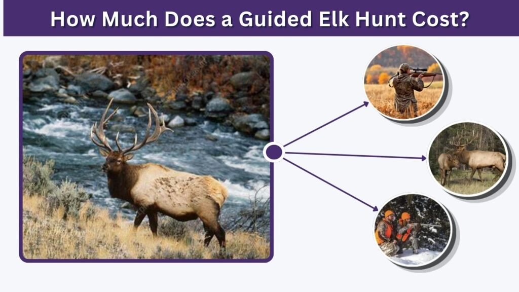 How Much Does a Guided Elk Hunt Cost?