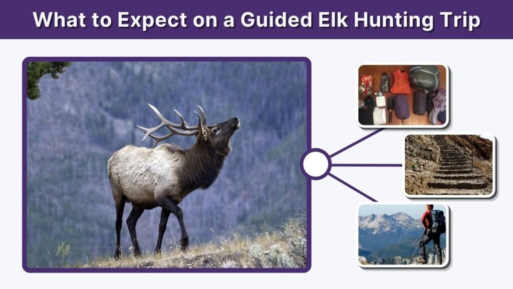What to Expect on a Guided Elk Hunting Trip