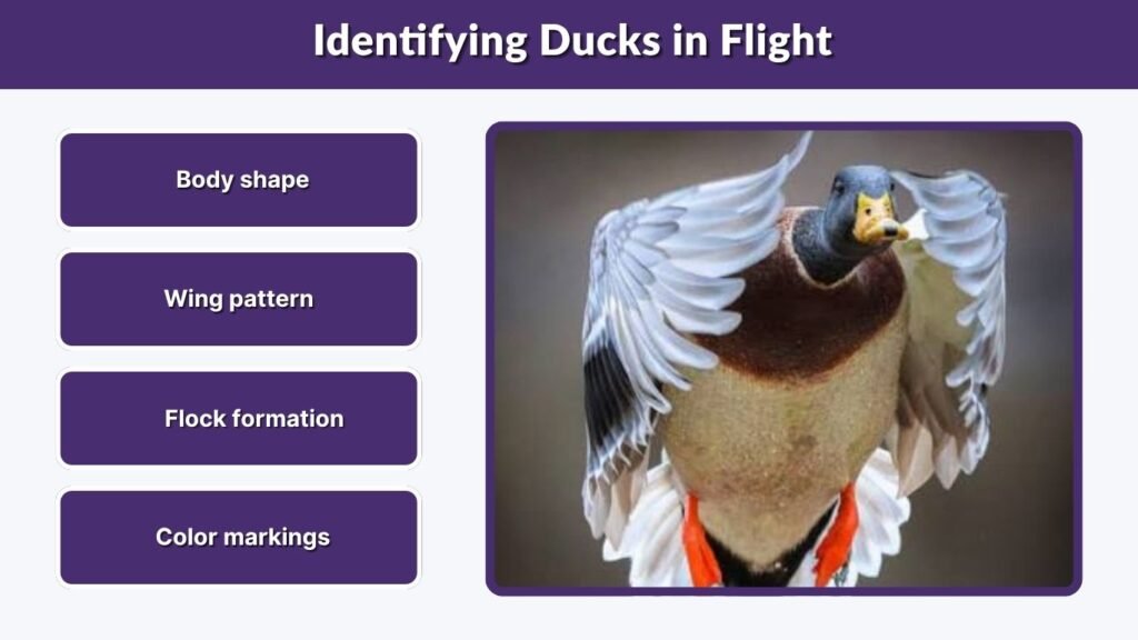Identifying Ducks in Flight