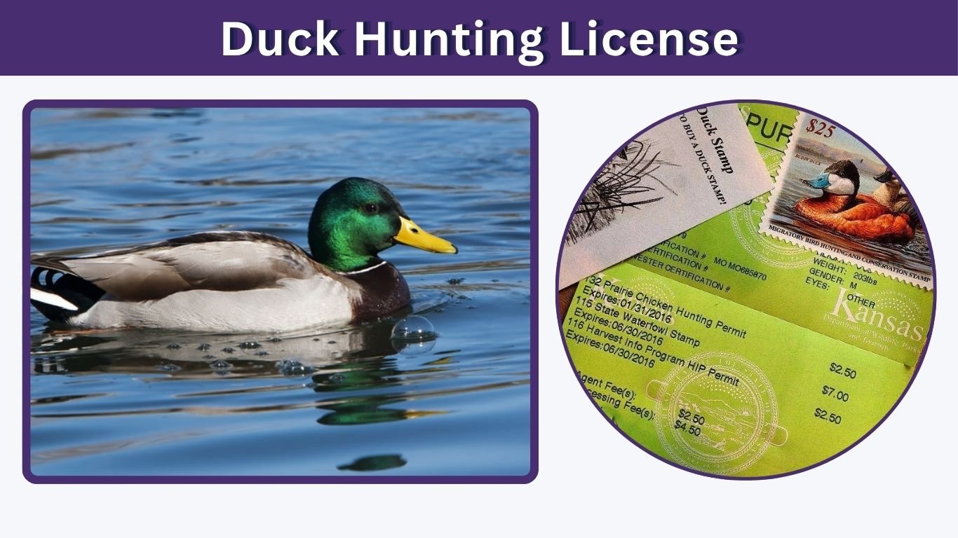 Duck Hunting License: Requirements, Cost, and How to Apply