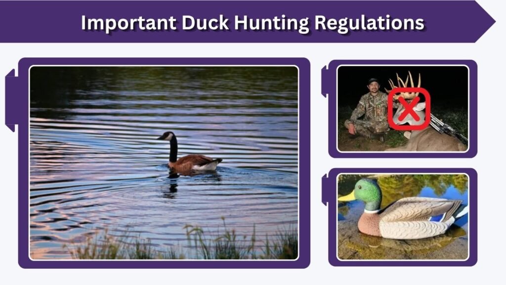 Important Duck Hunting Regulations