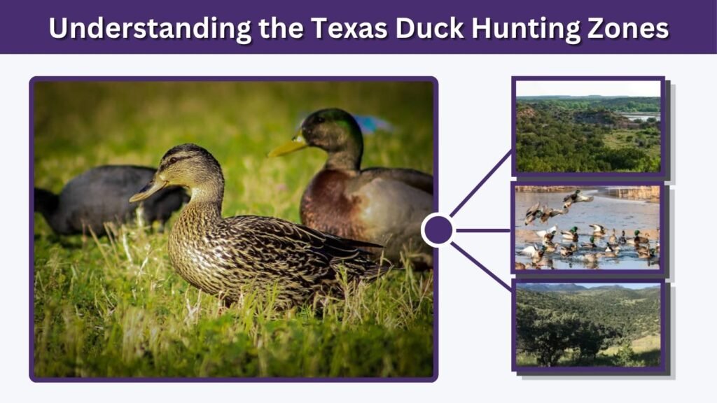 Understanding the Texas Duck Hunting Zones