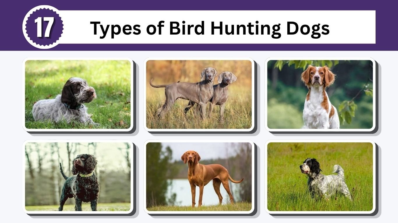17 Types of Bird Hunting Dogs for Field and Waterfowl