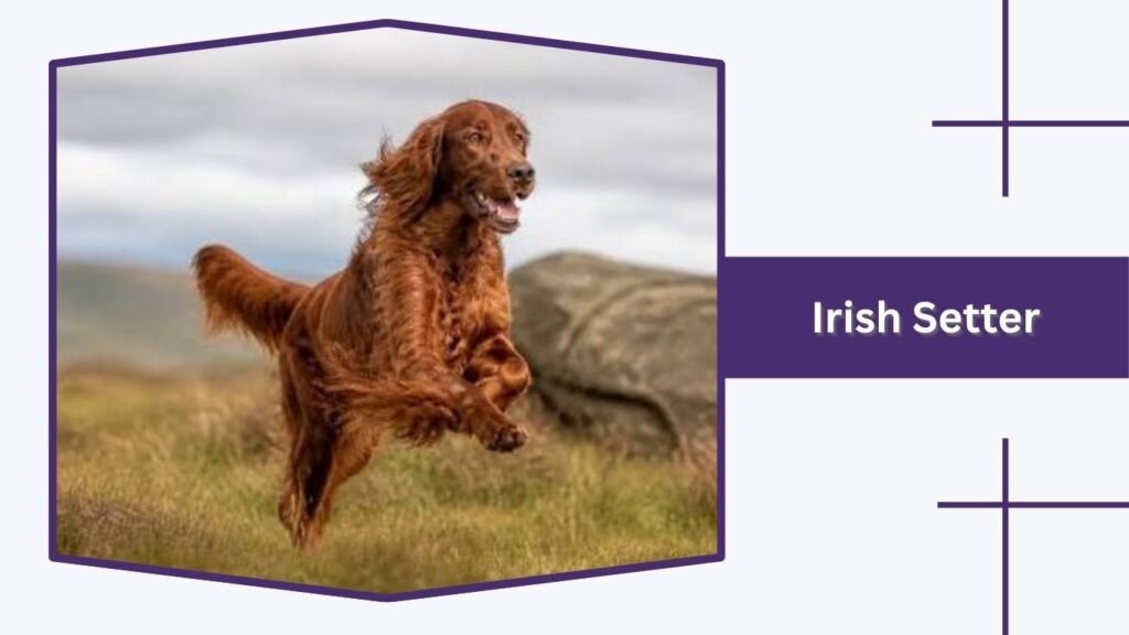 Irish Setter