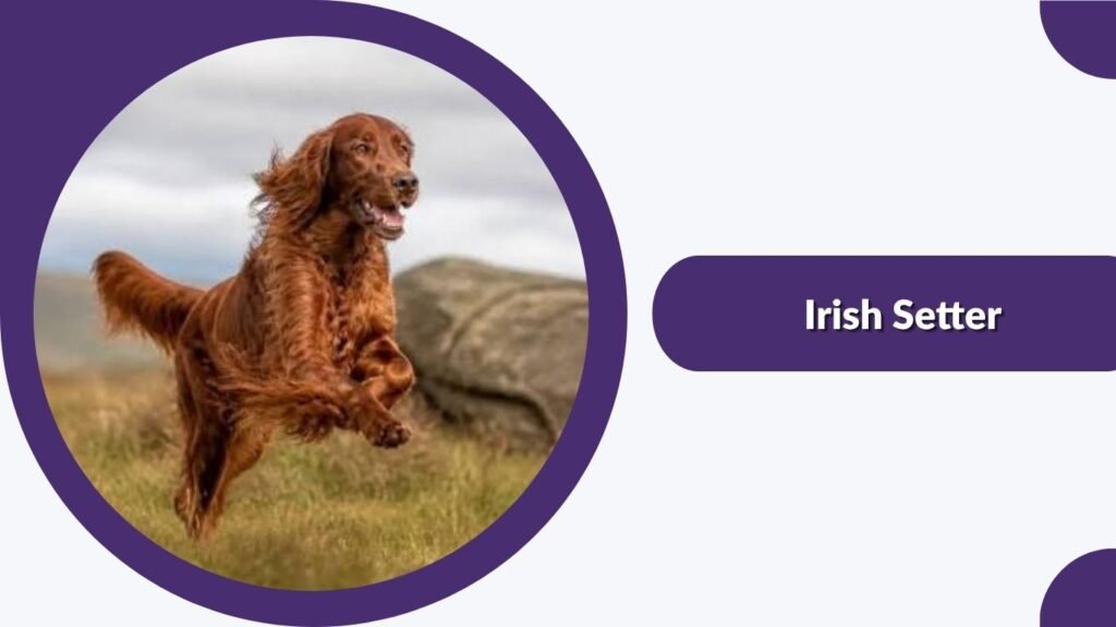 Irish Setter