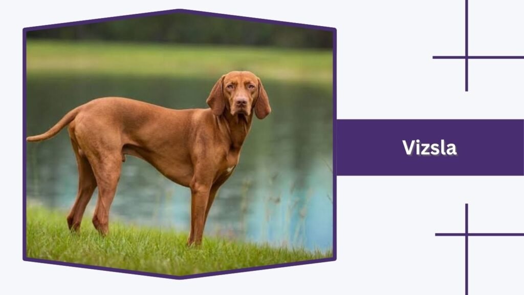 Vizsla