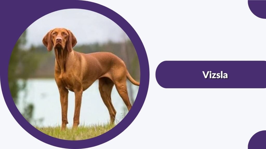Vizsla