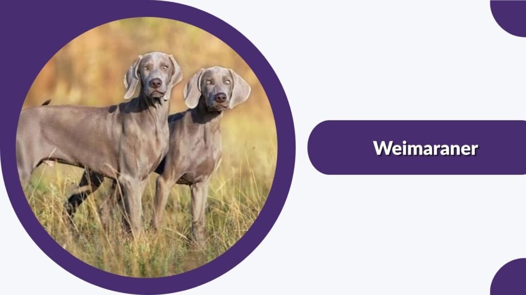  Weimaraner
