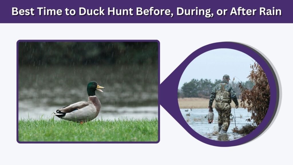 Best Time to Duck Hunt Before, During, or After Rain
