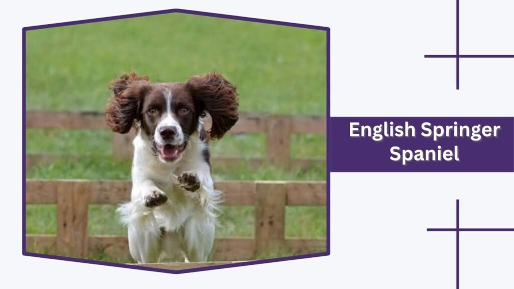  English Springer Spaniel