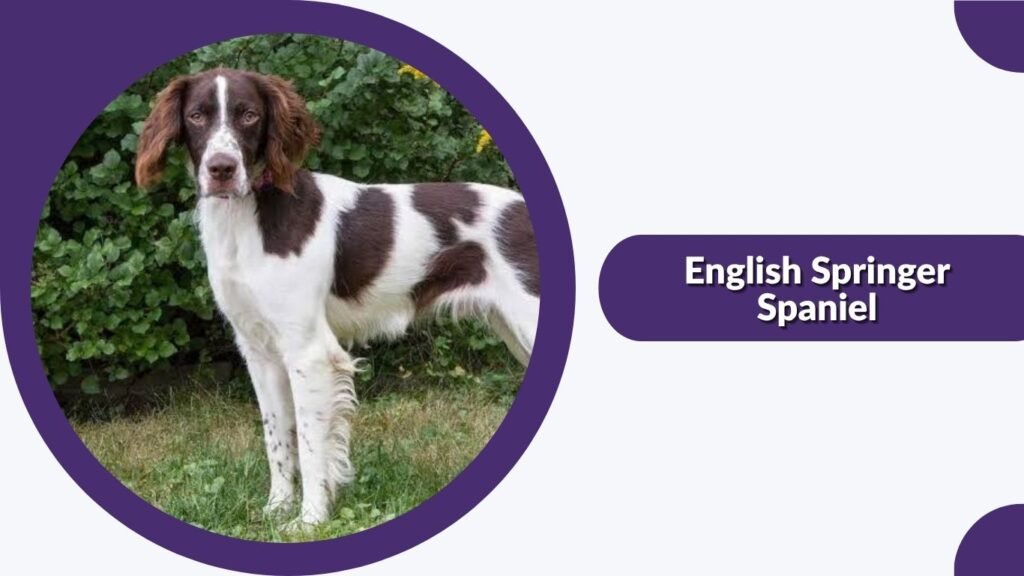  English Springer Spaniel
