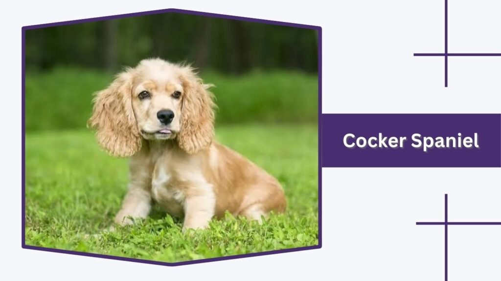 Cocker Spaniel