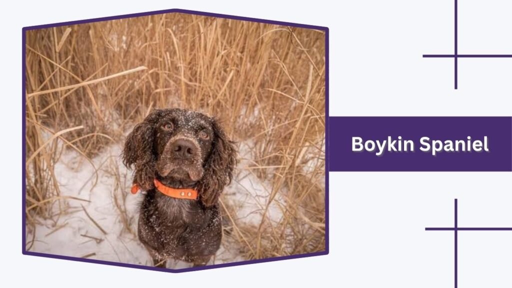 Boykin Spaniel