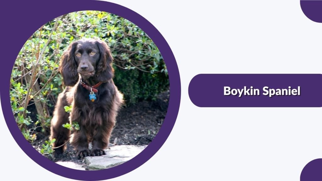 Boykin Spaniel