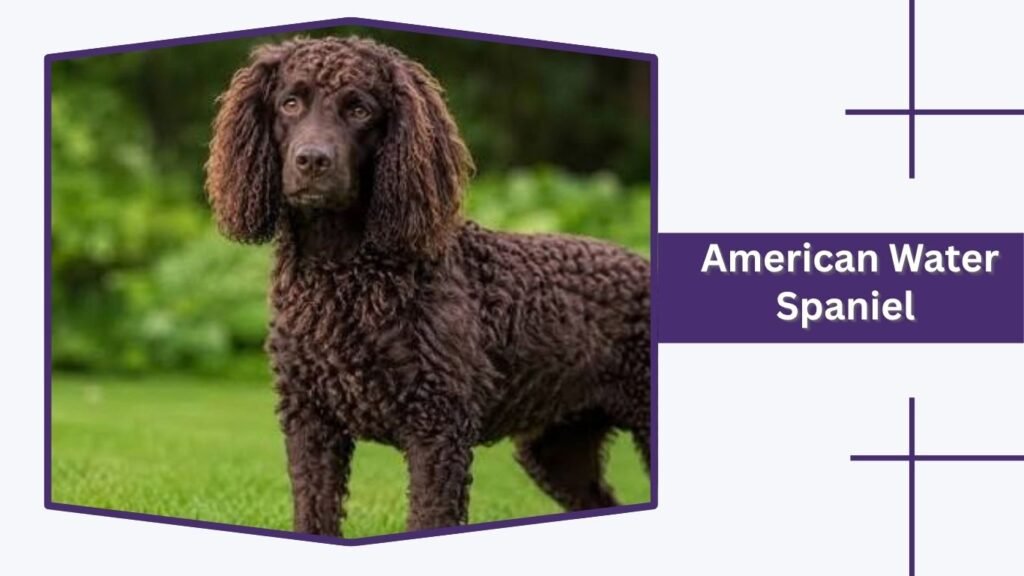 American Water Spaniel