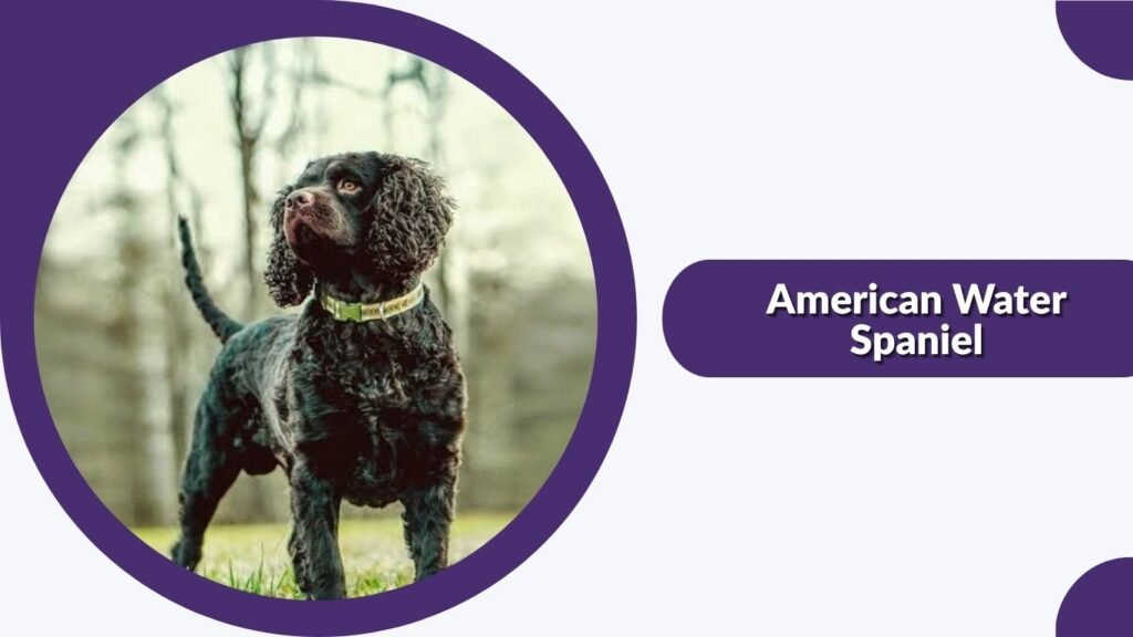 American Water Spaniel