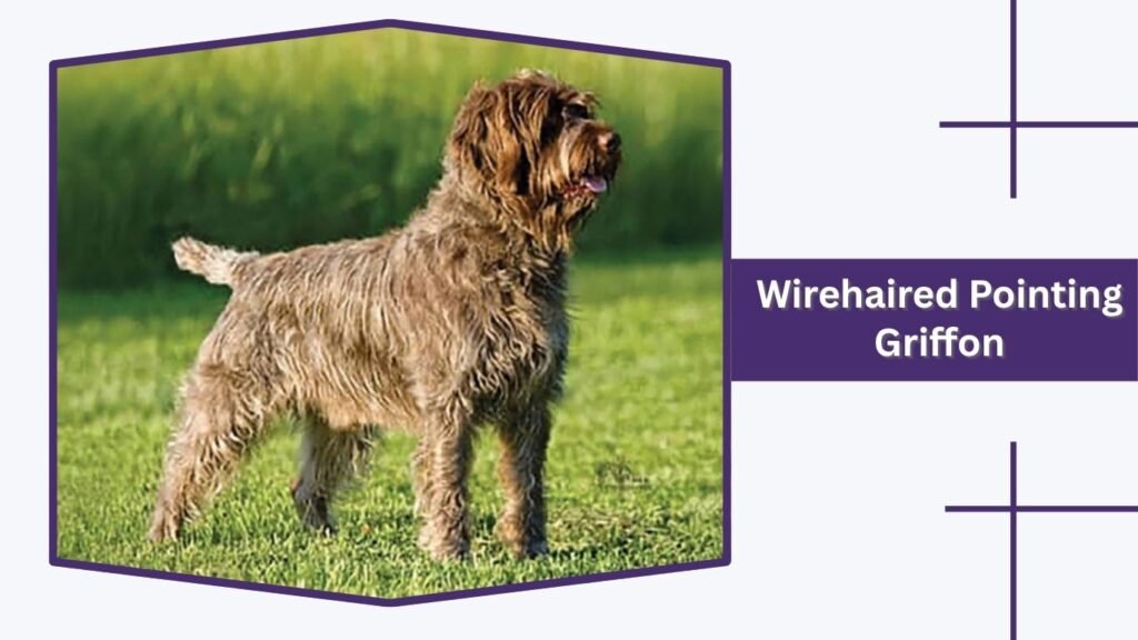 Wirehaired Pointing Griffon