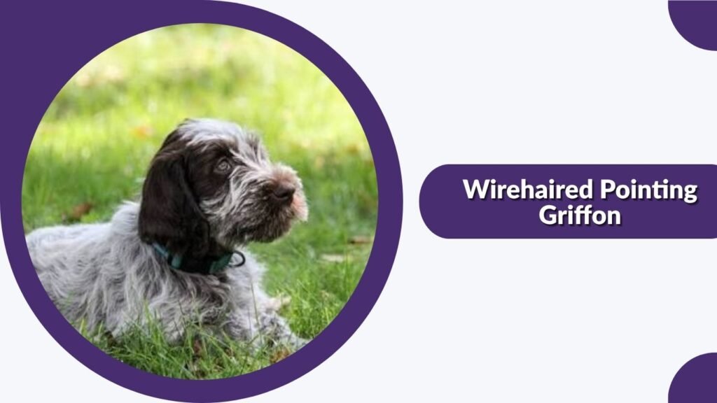Wirehaired Pointing Griffon