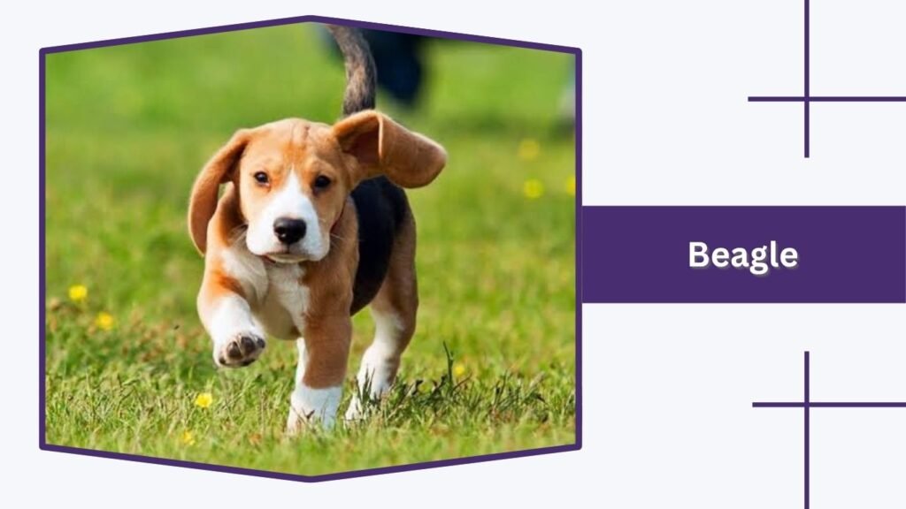 Beagle