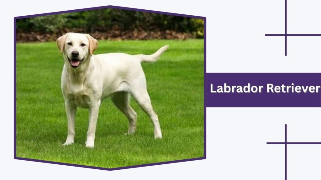 Labrador Retriever