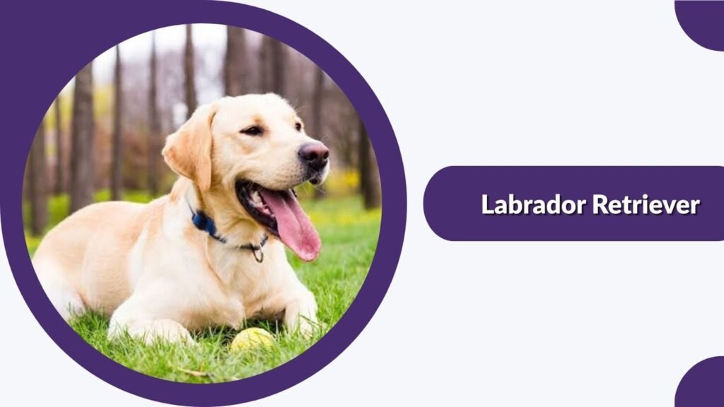 Labrador Retriever