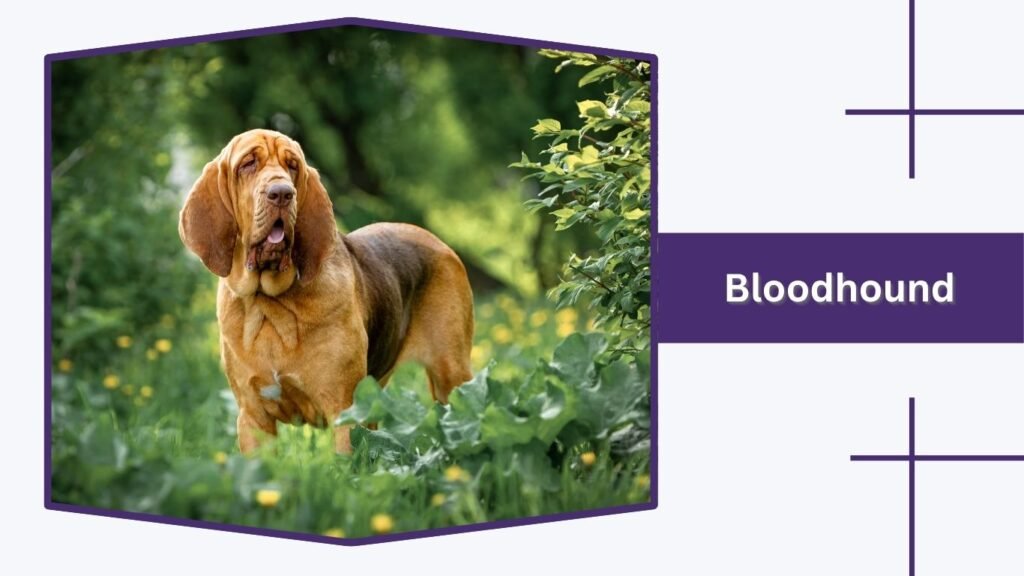 Bloodhound