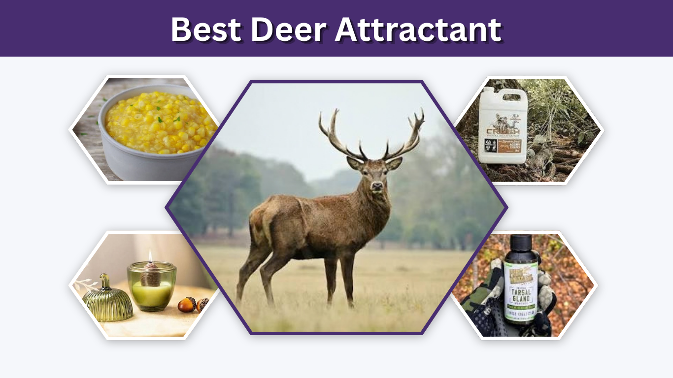 Best Deer Attractant: Feed, Scents & Minerals That Work