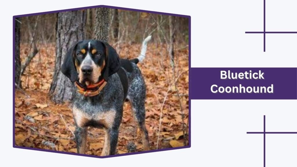 Bluetick Coonhound