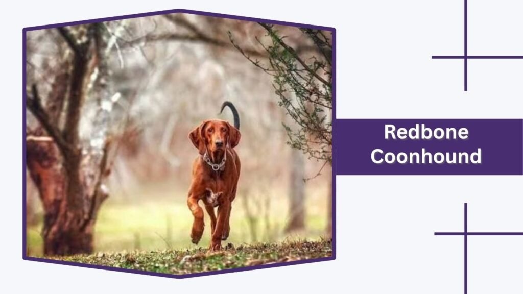  Redbone Coonhound