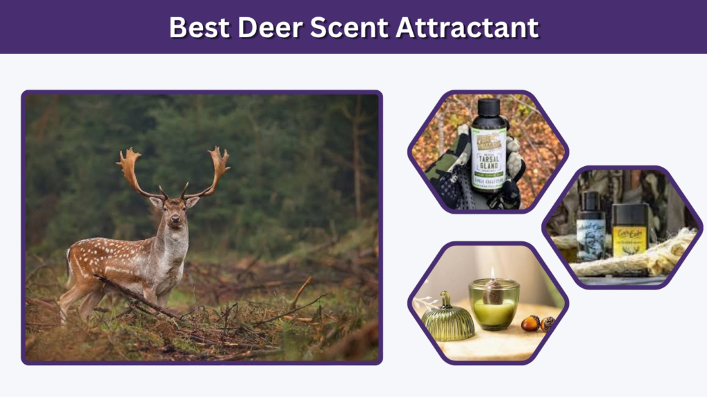 Best Deer Scent Attractant