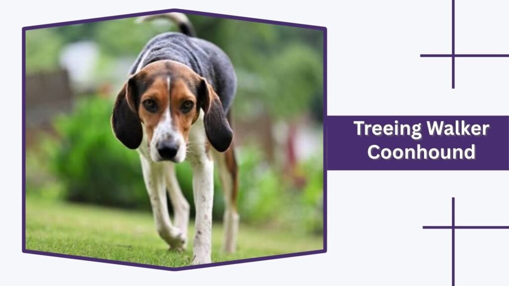 Treeing Walker Coonhound