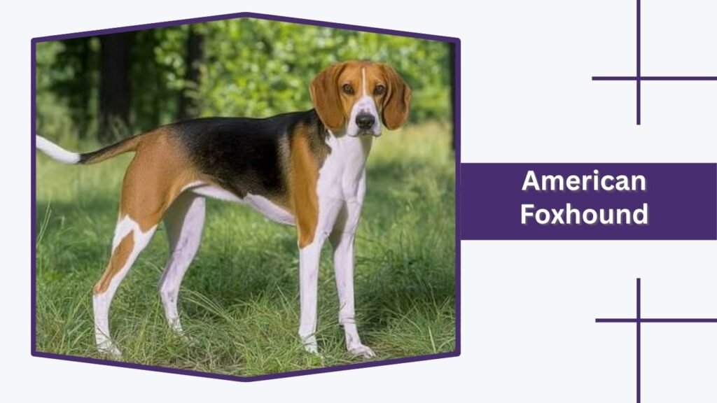  American Foxhound