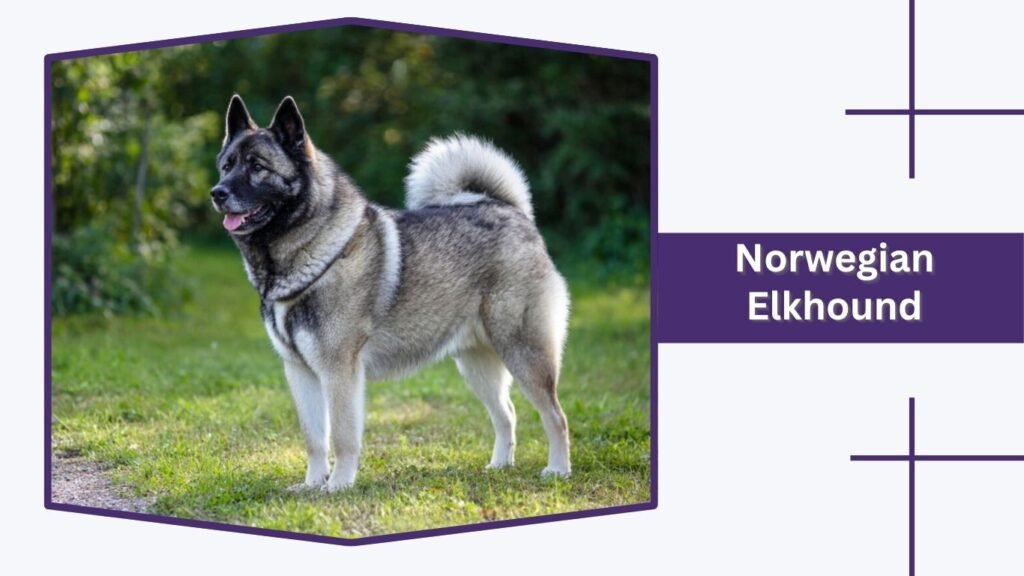  Norwegian Elkhound