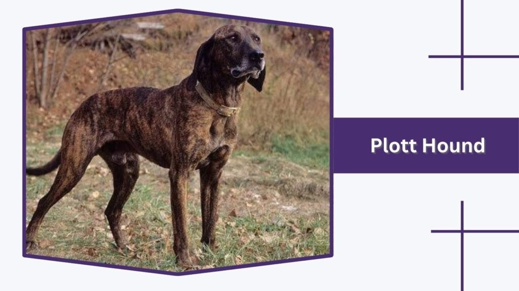Plott Hound