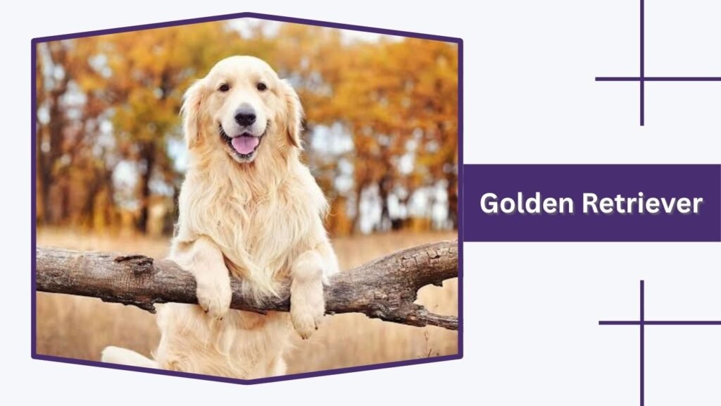  Golden Retriever