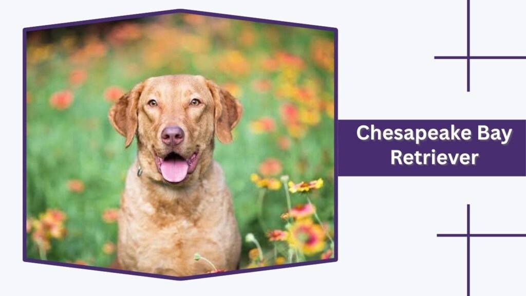 Chesapeake Bay Retriever