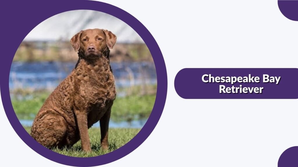 Chesapeake Bay Retriever
