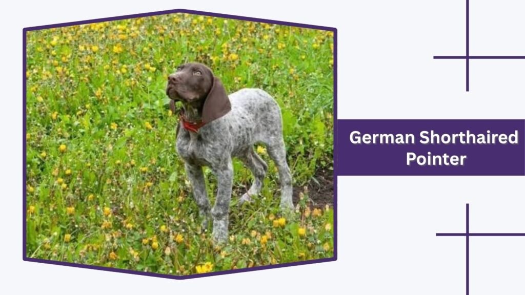 German Shorthaired Pointer