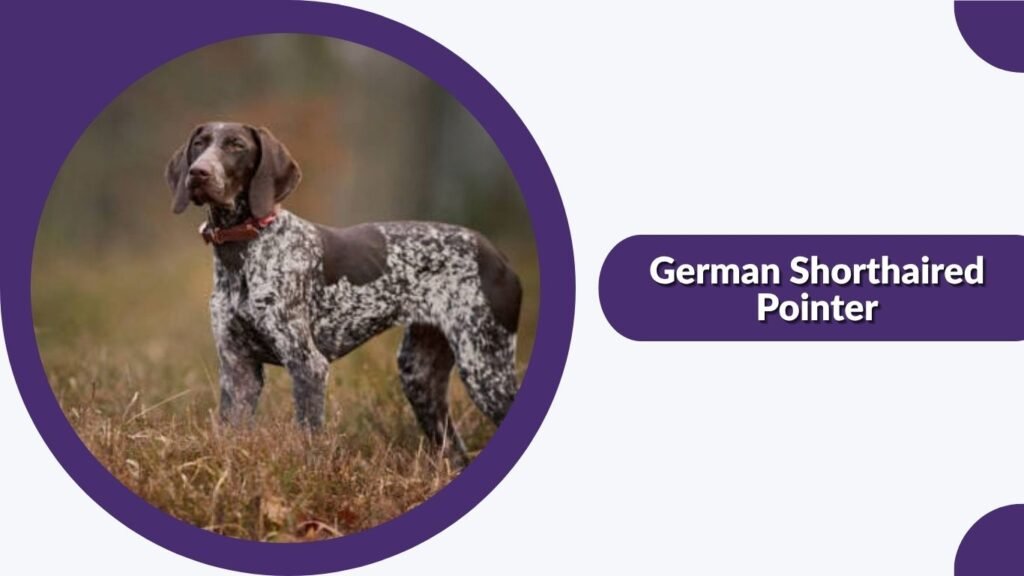  German Shorthaired Pointer