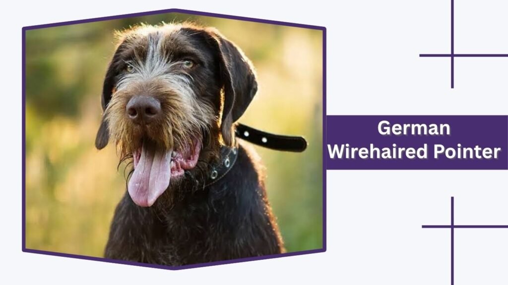 German Wirehaired Pointer