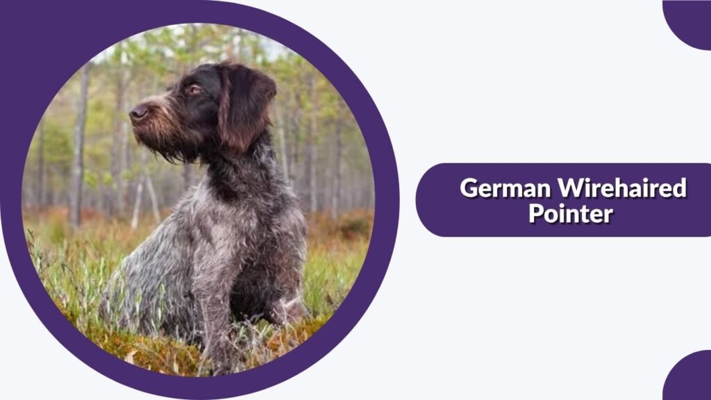 German Wirehaired Pointer