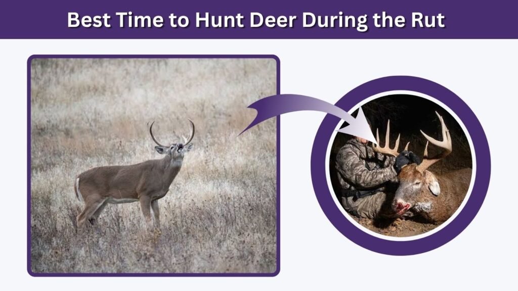 Best Time to Hunt Deer During the Rut