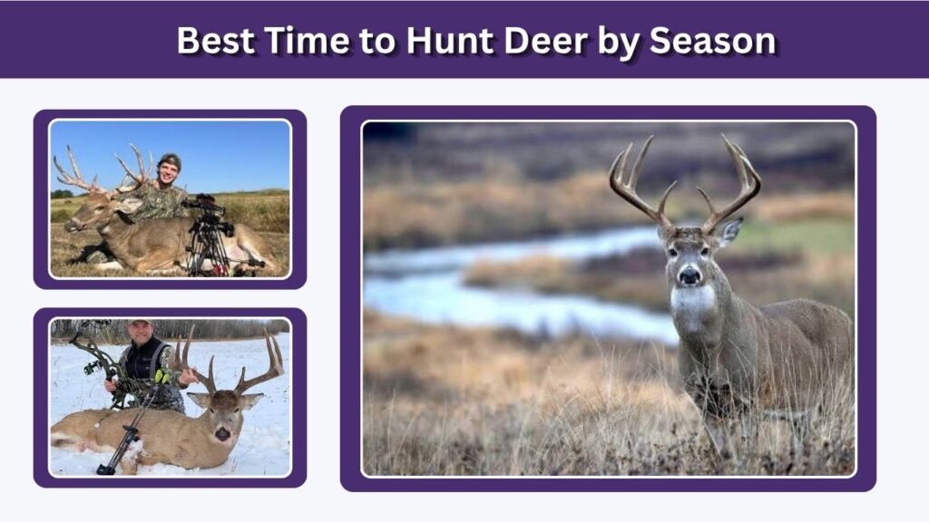 Best Time to Hunt Deer by Season