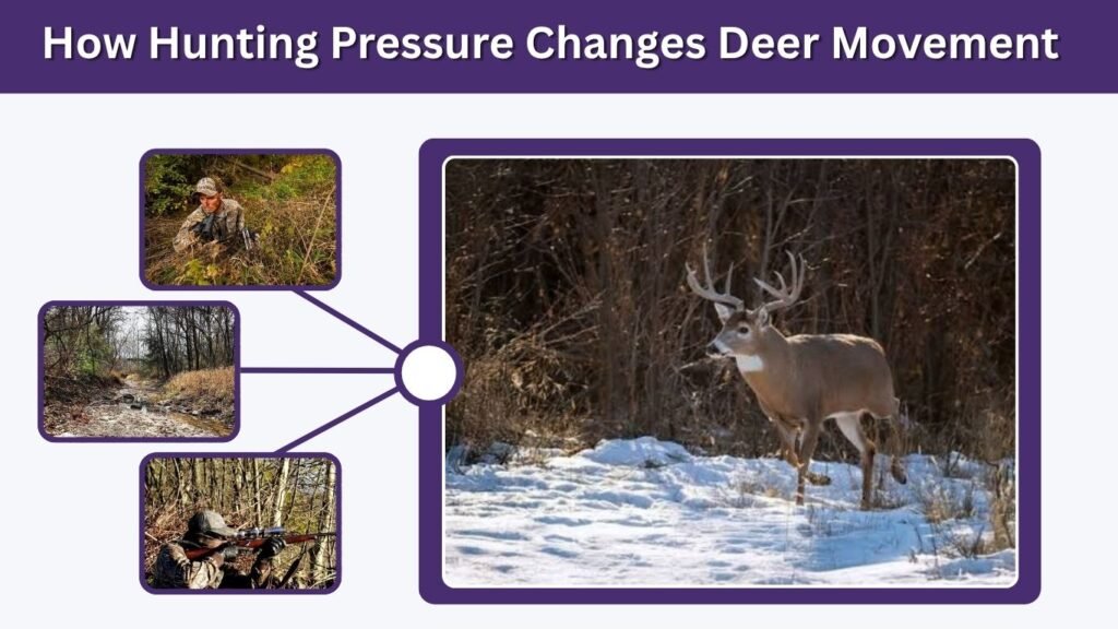 How Hunting Pressure Changes Deer Movement