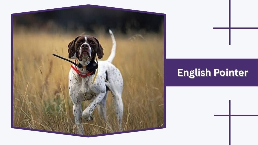  English Pointer