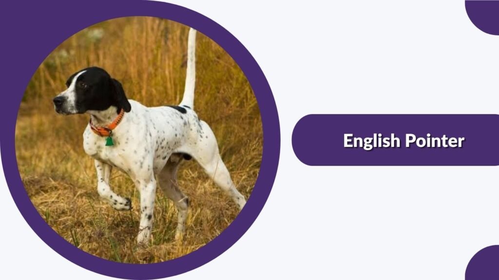 English Pointer