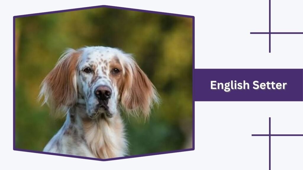 English Setter