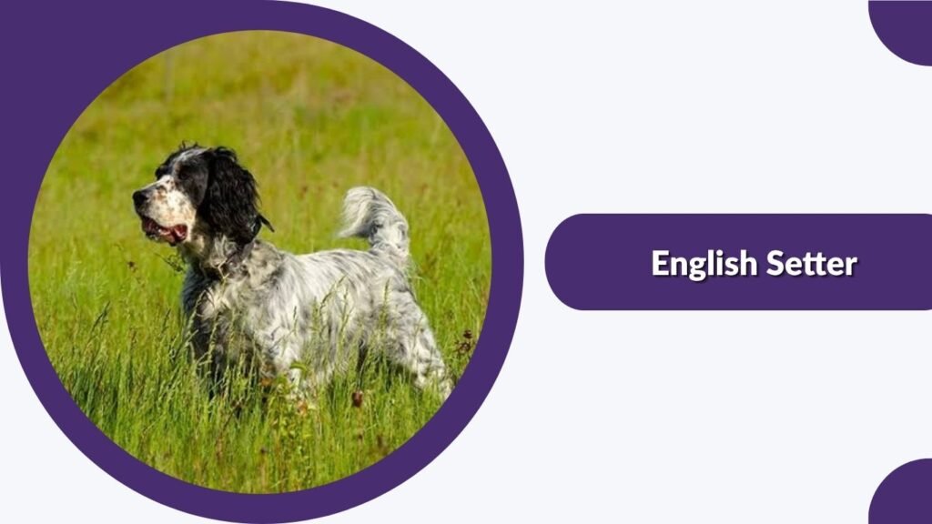 English Setter